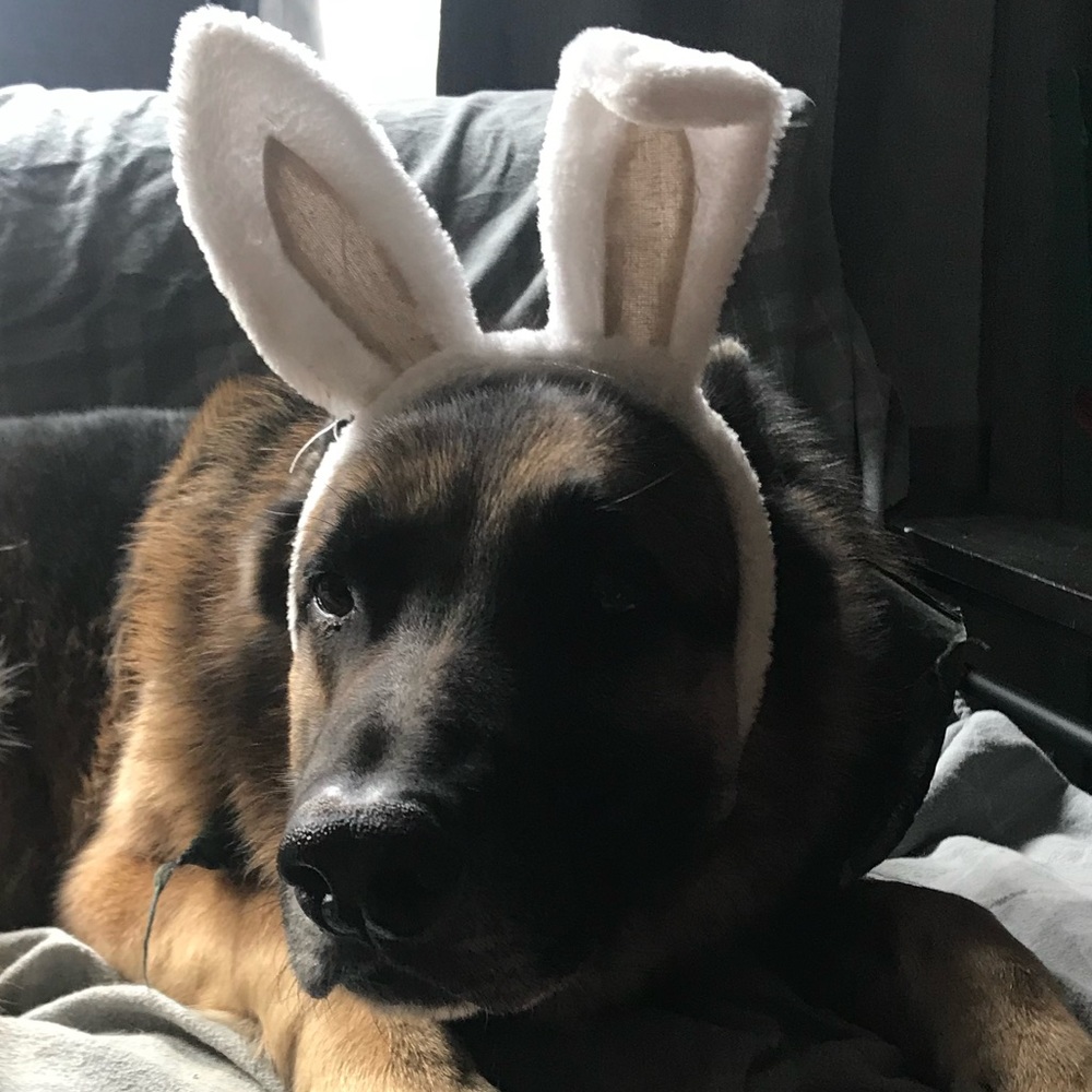 Meet your Posher, Hazel